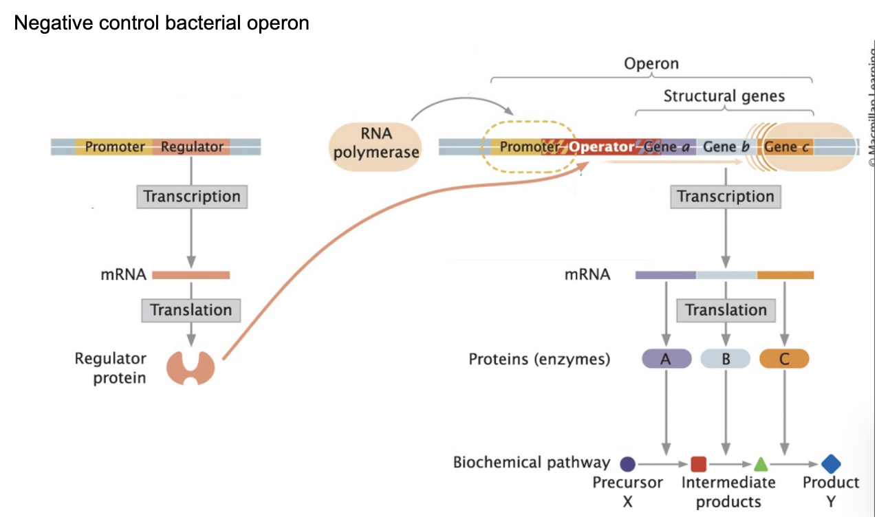 <p>Operon</p>