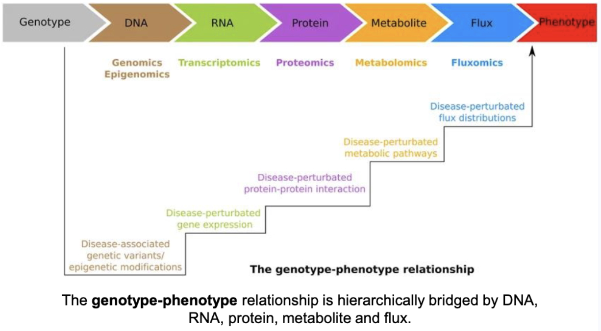 <p>What is the structure of the genotype-phenotype relationship</p>