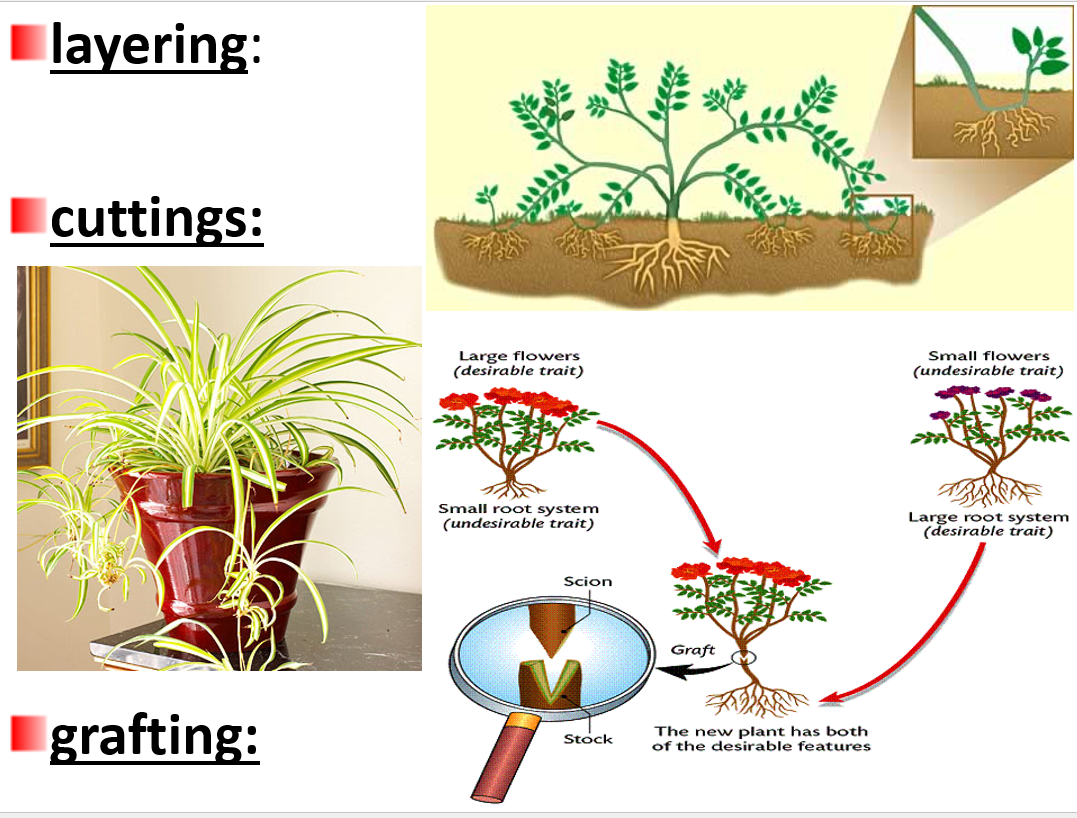 <p><strong>piece </strong>of plant is <strong>placed </strong>in moist <strong>soil </strong>or <strong>water </strong>and complete <strong>plant develops</strong></p>