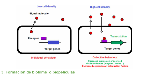 <p>Las bacterias se comunican mediante quorum sensing para:</p><ul><li><p> regular la expresión de genes de virulencia (manera en la que las bacterias se hablan entre ellas)</p></li></ul><p>Cuando hay una población bacteriana en un sitio con poca cantidad de bacterias, están en unas condiciones en las que van a necesitar expresar un tipo de genes, pero cuando aumenta la población de la misma bacteria disminuyen los nutrientes y por tanto necesitarán otras características para intentar sobrevivir, entonces harán un cambio en los genes que se producen.</p><p>Cómo detectan la señal?</p><ul><li><p>Produciendo moléculas señales</p><ul><li><p>cuando hay mucha producción de estas señales, se darán cuenta de que son muchas y se disminuirá la expresión de unos genes para producir otros factores de virulencia (ej: pasar de colonizar a invadir).</p></li></ul></li></ul><p></p>