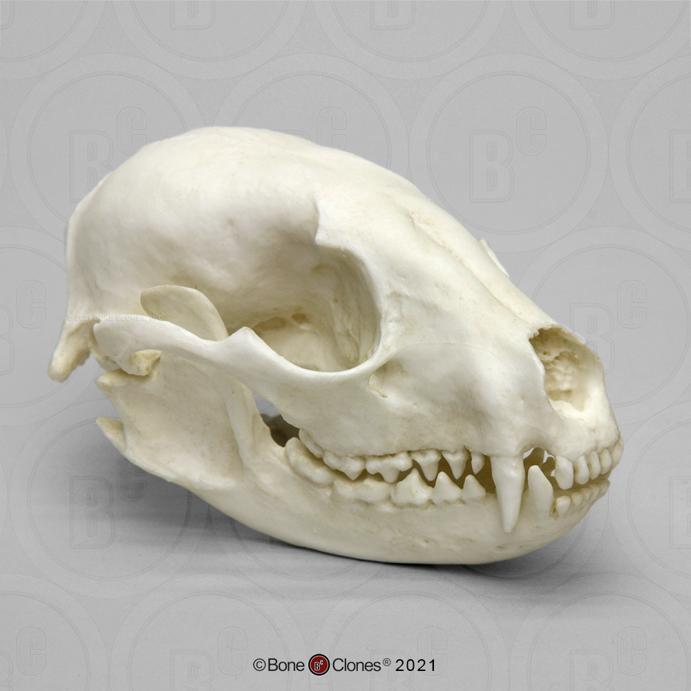 <p>Feet: plantigrade, 5-5, pacer/waddler gait.</p><p>Teeth: 3/3,1/1<strong>, 4/4, 2/2</strong>, no carnassial pair.</p><p>Skull: Small, rostrum shorter than cranial & wide face, oval skull. <strong>No alisphenoid canal.</strong></p>