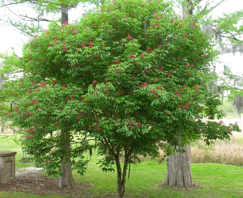 <p>Aesculus is a genus of temperate, deciduous trees and shrubs and commonly planted species. Native and ornamental plants commonly hybridize making species-level identification difficult Leaf - opposite, palmately compound, 5-7 elliptic to obovate leaflets Buds - large, imbricate, ovoid, light to dark brown, sticky/gummy or glabrous depending on the species Twig - stout, round, leathery capsule that features a spiky or smooth or spiky outer husk and contains one to three large, glossy, mahogany-brown seeds [you only need to be able to identify to the genus level Aesculus (spp)] </p>