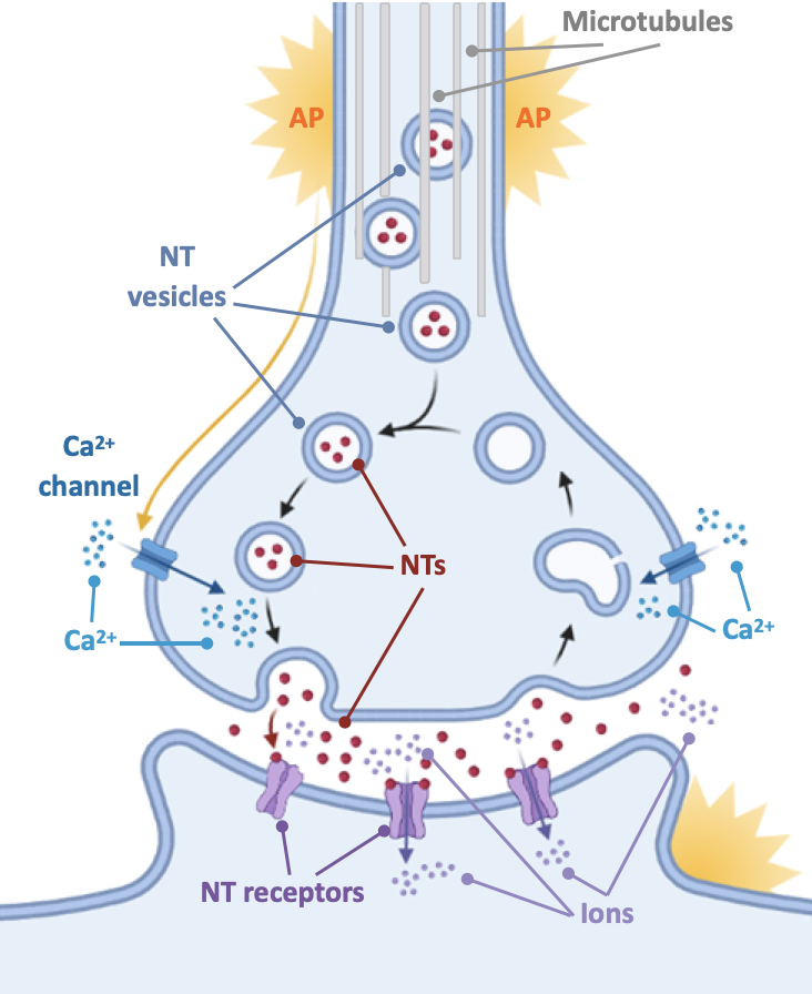 <p>Depolarization by an arriving action potential opens voltage-gated calcium ($$\text{Ca}^{2+}$$) channels, allowing $$\text{Ca}^{2+}$$ to enter the terminal bouton and trigger neurotransmitter vesicles to fuse with the presynaptic membrane.</p>