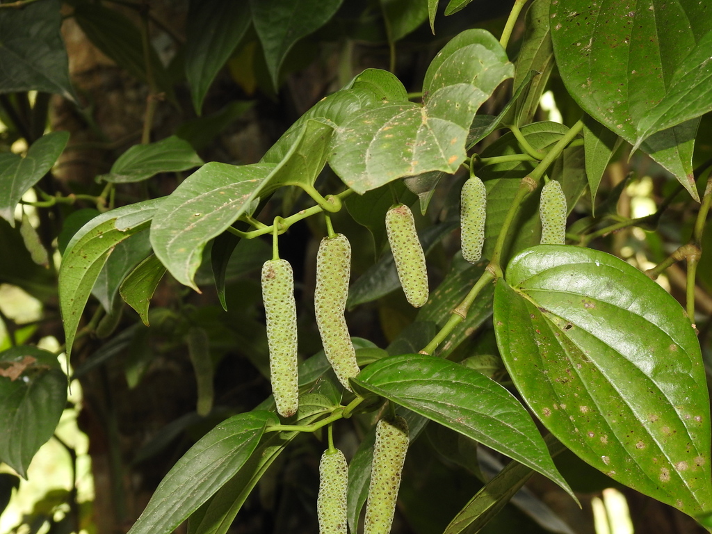 <p><strong>Common Name</strong>: <span style="background-color: transparent; font-family: "Helvetica Neue", sans-serif;">Betle, Betle pepper</span></p><p><strong>Parts Used</strong>: Leaves</p><p><strong>Use/s</strong>: Stimulant, aphrodisiac, digestive/carminative, breath freshener; antiproliferative, anticancer, neuropharmacological, analgesic, antioxidant, antiulcer, hepatoprotective</p><p><strong>Major Metabolites</strong>: Hydroxychavicol, chavicol <strong><u>(phenols)</u></strong>, caryophyllene oxide terpenes, 1,8-cineole eucalyptole <strong><u>(terpenes)</u></strong></p>