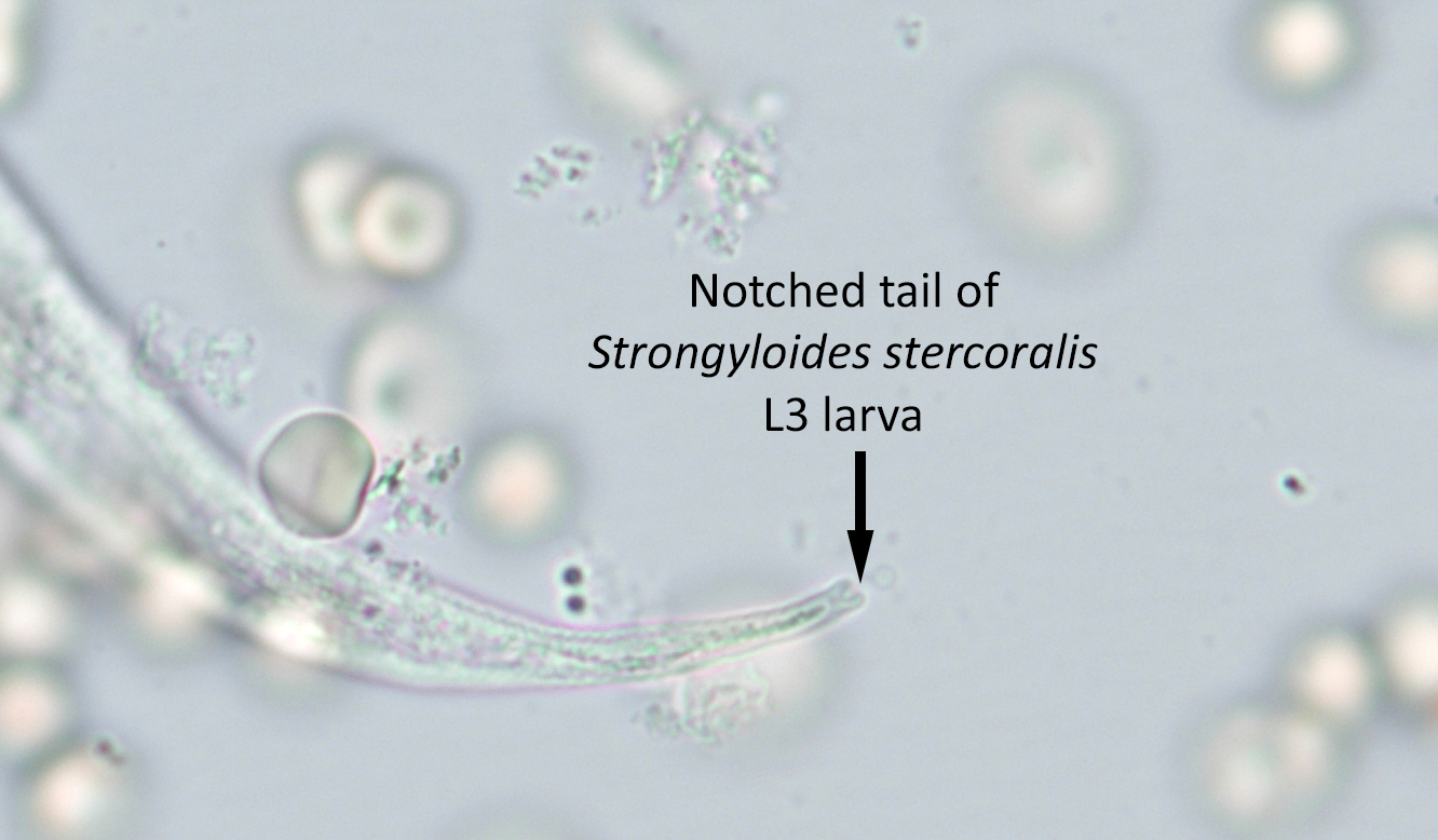 <p>notched tail</p>