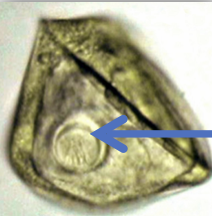 <p>What type of egg is this?</p>