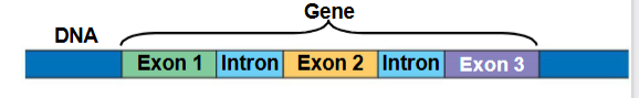 <p>exons</p>