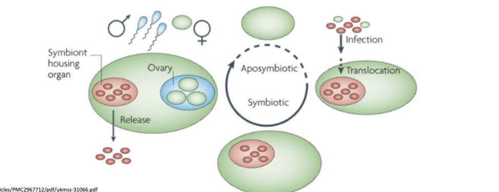 <p>cyclic occurrence of aposymbiotic and symbiotic phases in the host’s life cycle</p><ul><li><p>symbiont has a facultative life style consisting of the host-associated and the free-living phases</p></li><li><p>the free-living population serves as the inoculum for the symbiosis</p></li></ul><p>examples- soybean, bobtail squid, vestimentiferan tubeworm</p><p></p>