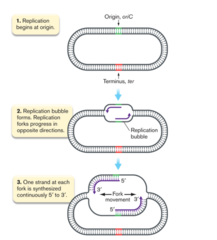 <p>What enzymes help replication occur bidirectionally?</p>