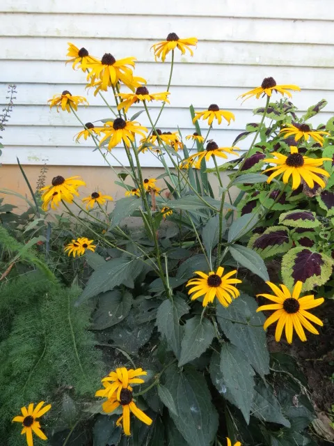 <p>Deltoid leaves -  rough but not as pubescent as echinacea</p><p>prominent veins</p><p>basal rosette</p><p>yellow flowers with flat disk petals</p><p>2-2.5 ft tall/wide</p>