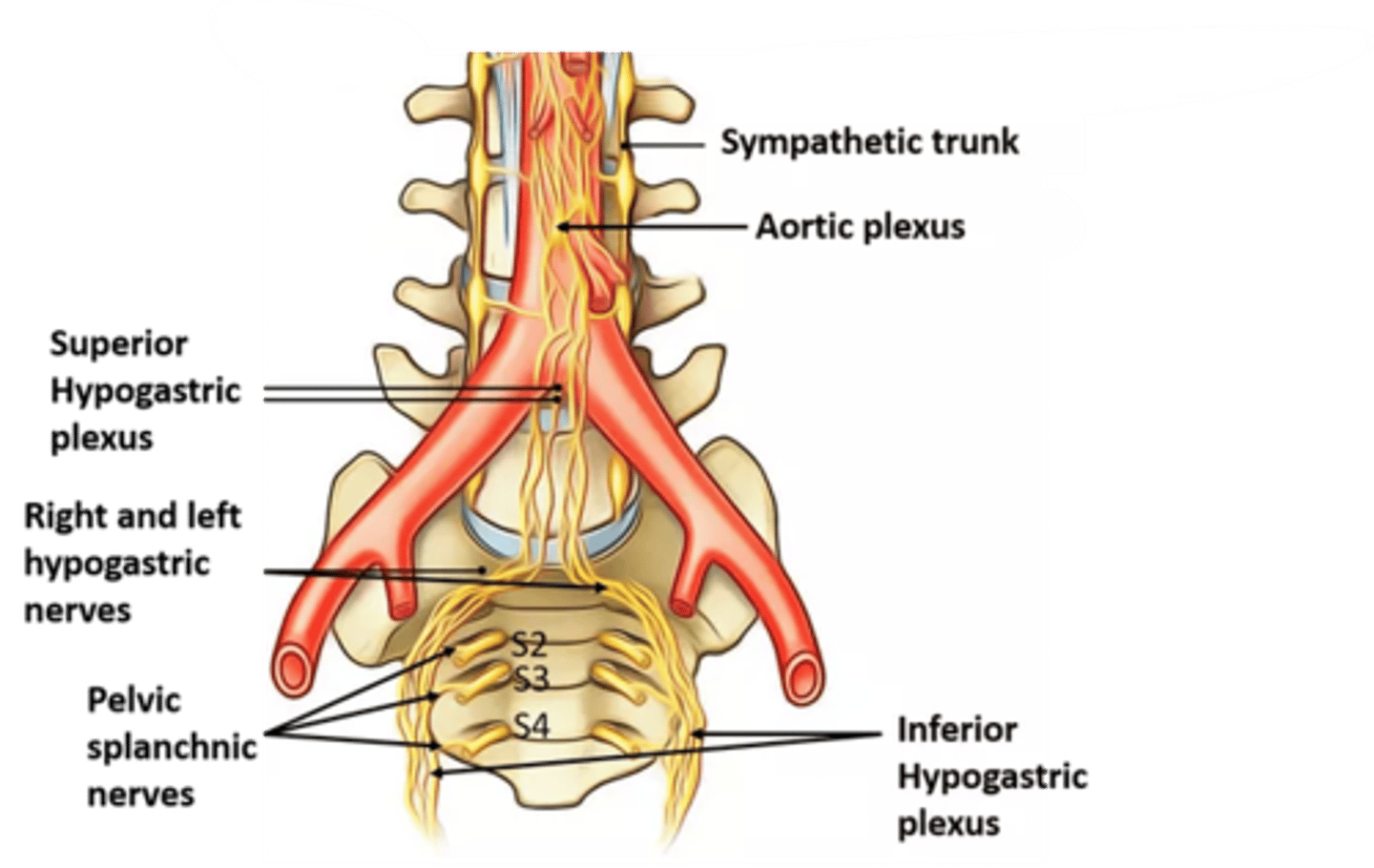 <p>what does the pelvic splanchnic nerve convey presynaptic fibers to? what does it supply?</p>