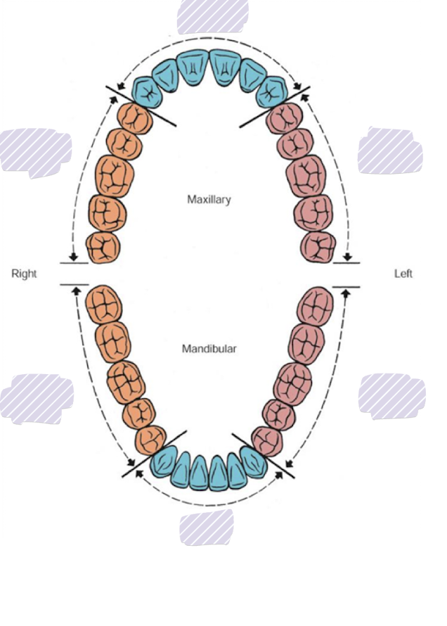 <p>What sexant is which?</p>