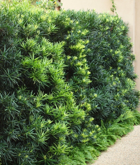 <p>‘Maki’ podocarpus. slow growing, narrow growth, dense upright columnar shape, AKA shrubby podocarpus, full sun to part shade</p>