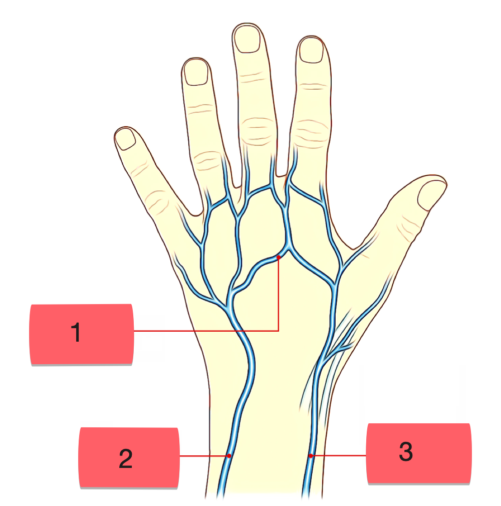<p>label structures 1-3</p>