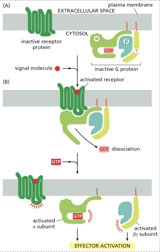 <ol><li><p>A signaling molecule binds to the inactive receptor and changes its conformation </p></li><li><p>This removes GDP from the G protein’s alpha subunit, allowing GTP to bind, activating the complex. </p></li><li><p>This releases the beta and gamma subunit from the alpha subunit, where any subunit can cause effector activation. </p></li><li><p>This allows the target protein to bind to the alpha subunit, causing an effect</p></li></ol><p></p>