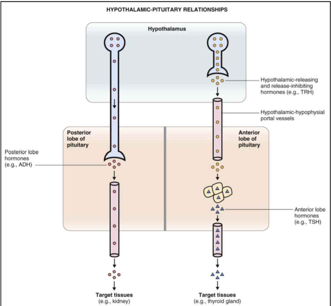 <p>The secretion of the <span style="color: rgb(59, 251, 15);"><strong>6 different hormones</strong></span> from the anterior pituitary</p><p>are influenced by the secretion of 6 different hormones (the</p><p>presence of a “PRF” has not been supported) from the hypothalamus</p>