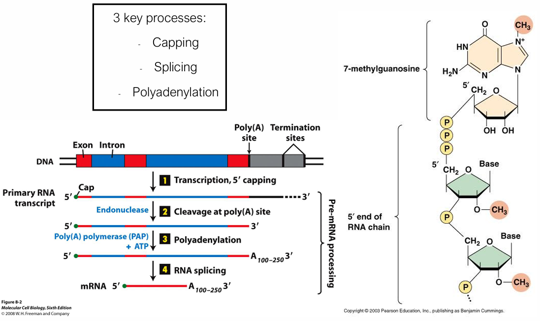 <ol><li><p><u>Transcription </u><strong><u>5’ Capping</u></strong></p></li></ol><ul><li><p><span>A </span><strong>7-methylguanosine (m⁷G)</strong><span> cap is added via a 5′→5′ triphosphate linkage. </span></p></li><li><p><span>Functions: protects from exonucleases, aids ribosome recognition, promotes nuclear export</span></p></li></ul><p></p><ol start="2"><li><p><strong><u>Polyadenylation</u></strong></p></li></ol><ul><li><p><span>An endonuclease cleaves at the poly(A) signal site; poly(A) polymerase (PAP) then adds 100–250 adenine residues. REQUIRES ATP</span></p></li><li><p><span>poly(A) tail promotes mRNA stability and translation.</span></p></li></ul><p></p><ol start="3"><li><p><strong><u>RNA splicing</u></strong></p></li></ol><ul><li><p><strong>Introns</strong><span> are <strong>removed </strong>(by <strong>endonucleases</strong>) and </span><strong>exons</strong><span> <strong>joined </strong>by the <strong>spliceosome </strong>(snRNPs + associated proteins). </span></p></li><li><p><span>This produces the mature mRNA containing only the coding sequence.</span></p></li></ul><p></p>