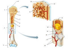 <p>widened end of long bone farthest from the trunk</p>