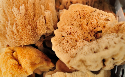 <p><span>The phyla that these organisms belong to would be</span></p>