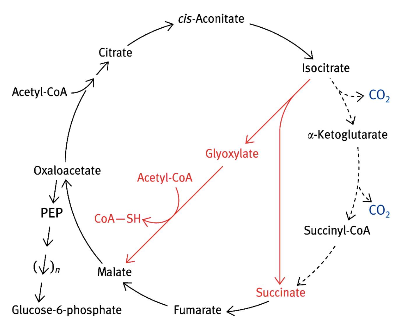<p>1) Oxaloacétate + acétyl-CoA → citrate</p><p>2) Citrate → isocitrate</p><p>3) Isocitrate → succinate (4C) + glyoxylate (2C) (isocitrate lyase)</p><p>4) Succinate → oxaloacétate (cycle de Krebs)</p><p>5) Glyoxylate + acétyl-CoA → oxaloacétate + CoA (malate synthase) </p>