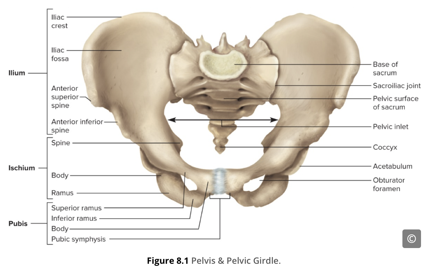<p><span>pass across and through the openings (sacral foramina) of the bone known as the <strong>sacrum</strong>. </span></p>