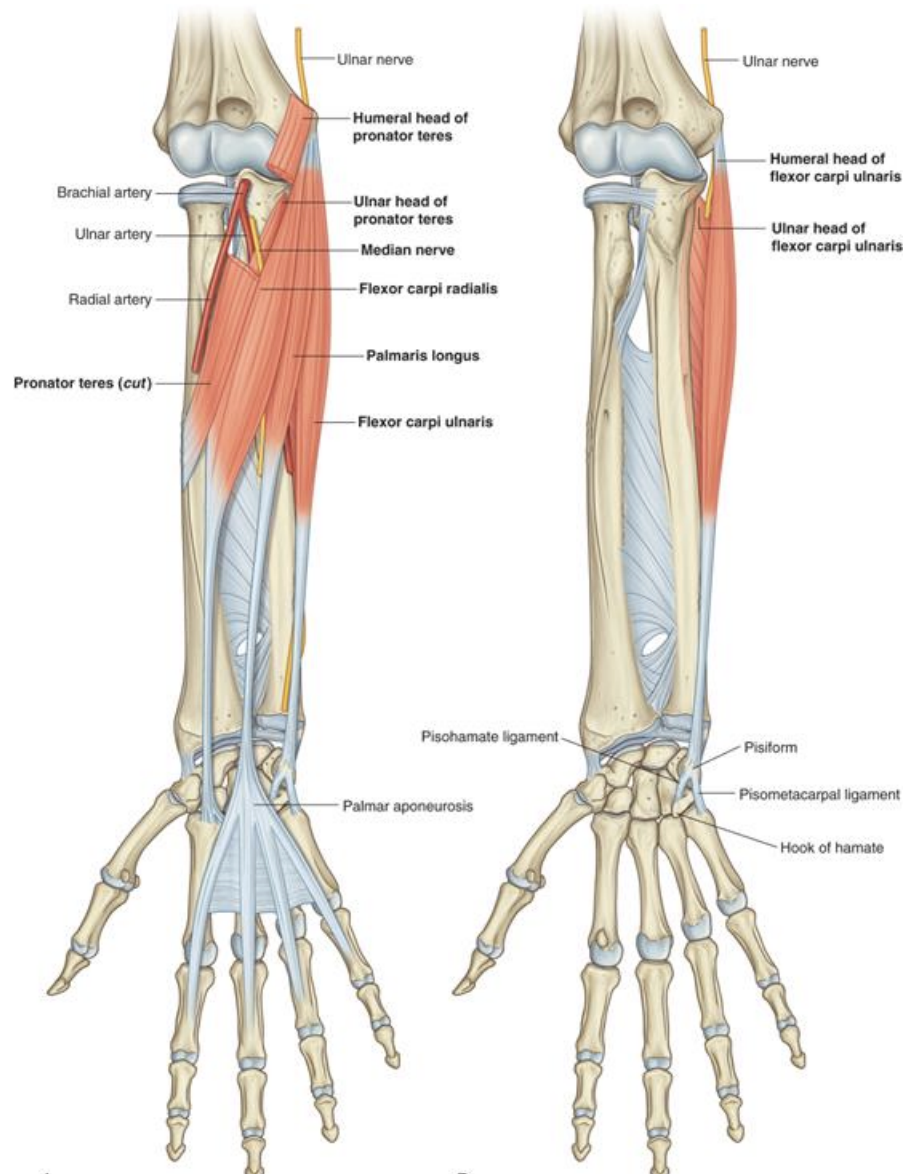 <p><strong>Anterior forearm (superior)-</strong> Flexor carpi radialis</p>