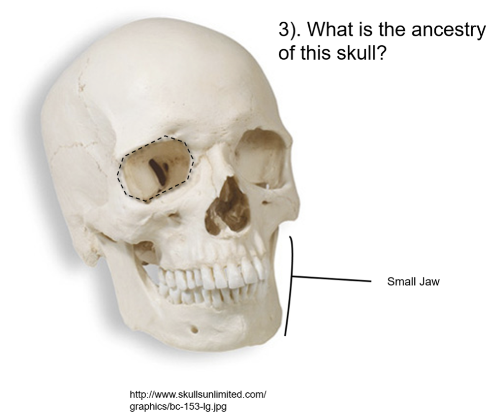 <p>what is the ancestry of this skull?</p>