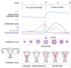 <p>During the late luteal phase, usually beginning 5-7 days before menses and resolving shortly after menses begins.</p>