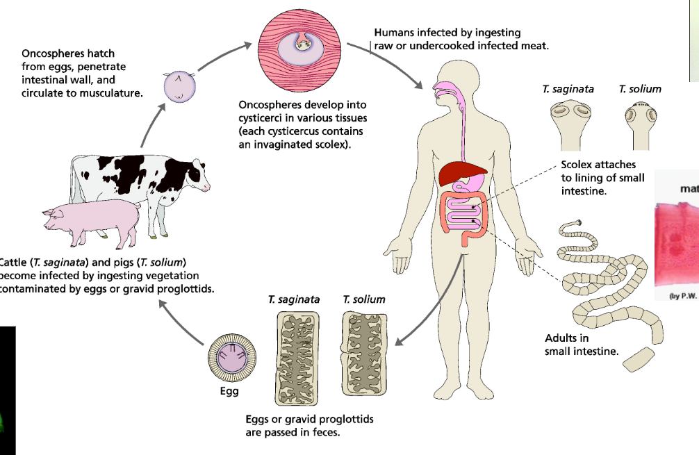 <p>Cestode tapeworm from trophism. Autoinfection can happen when eggs are released in humans and larvae get stuck where they cannot reproduce so they migrate and become cysticerosis (neuro being worst) with strong pathology and lethality. Adult worms are not nearly as dangerous as having eggs in the body. </p>