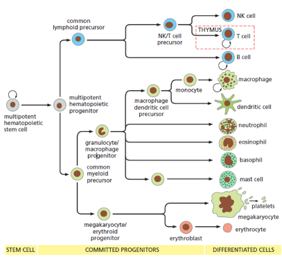 <p>Common myeloid progenitor ( CMP)</p><ul><li><p>Rise to RBCs, platelets, &amp; Myeloid cells </p></li></ul><p>Common lymphoid progenitor ( CLP)</p><ul><li><p>Rise to lymphocytes (B/T/ NK cells) </p></li></ul><p></p>