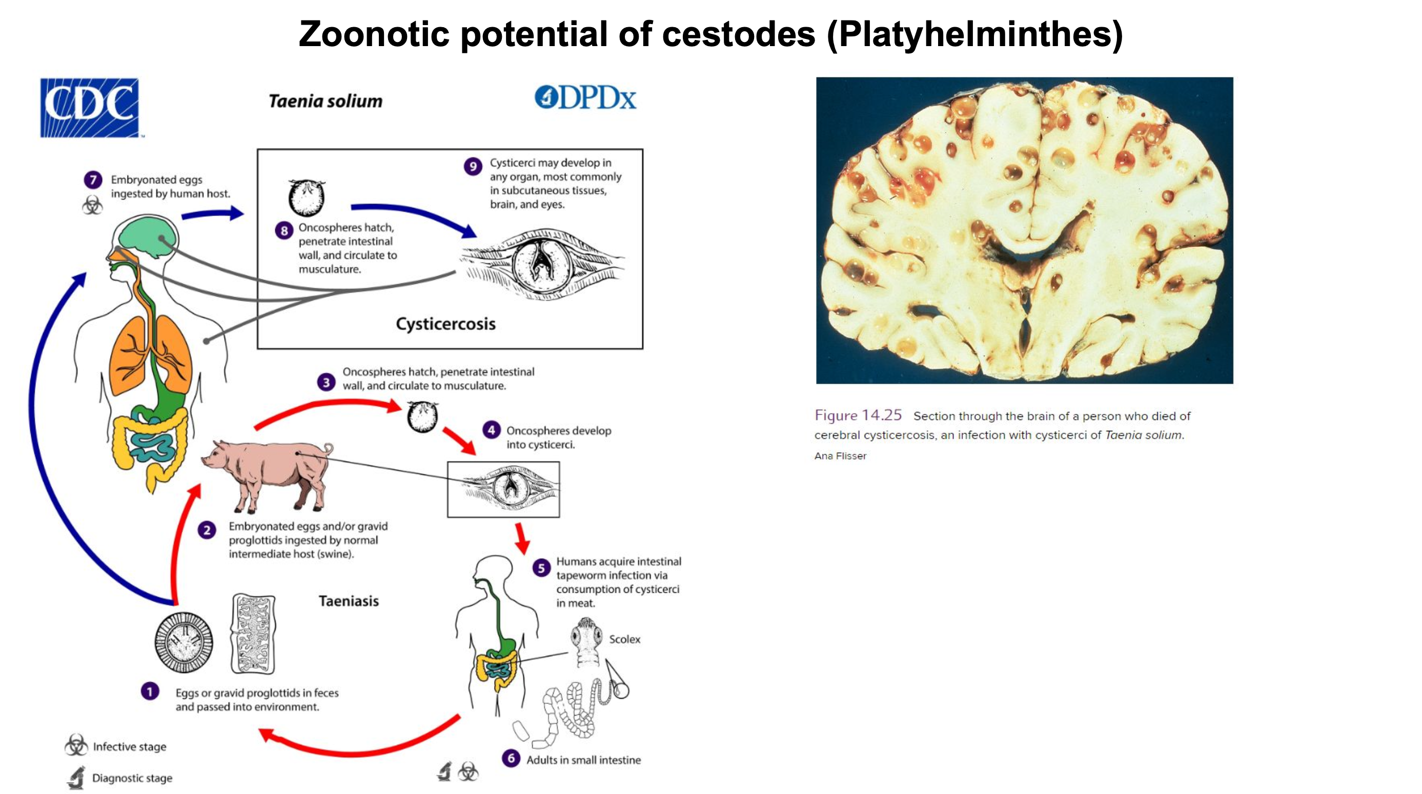 <p><strong><u>Zoonotic potential of cestodes (Platyhelminthes)</u></strong></p><p>Taeniasis or Cysticercosis, which are both caused by __ are acquired in humans.</p><p><span style="color: rgb(248, 137, 137);">Humans acquire Taeniasis via consumption of __– adults develop from cysticerci in the small intestine of humans.</span></p><p class="p1"><span style="color: rgb(251, 235, 50);">Humans acquire Cysticercosis via consumption of __ – oncospheres hatch, penetrate intestinal wall and circulate to musculature, cysticerci may develop in any organ.</span></p>