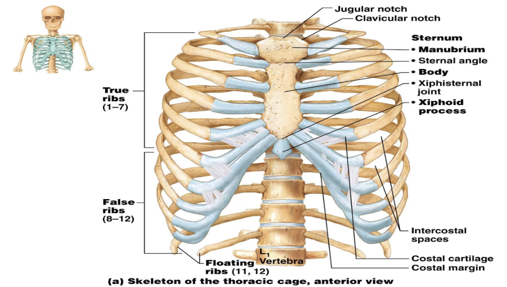 <p><strong>Ribs </strong></p><p>How many pairs of ribs are there?</p>