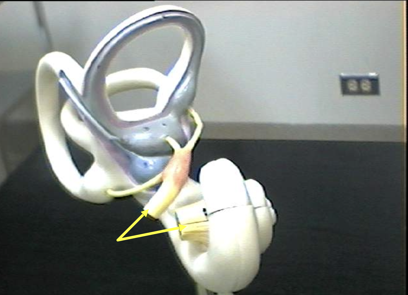 <p>Identify the inner ear parts from another view.</p>