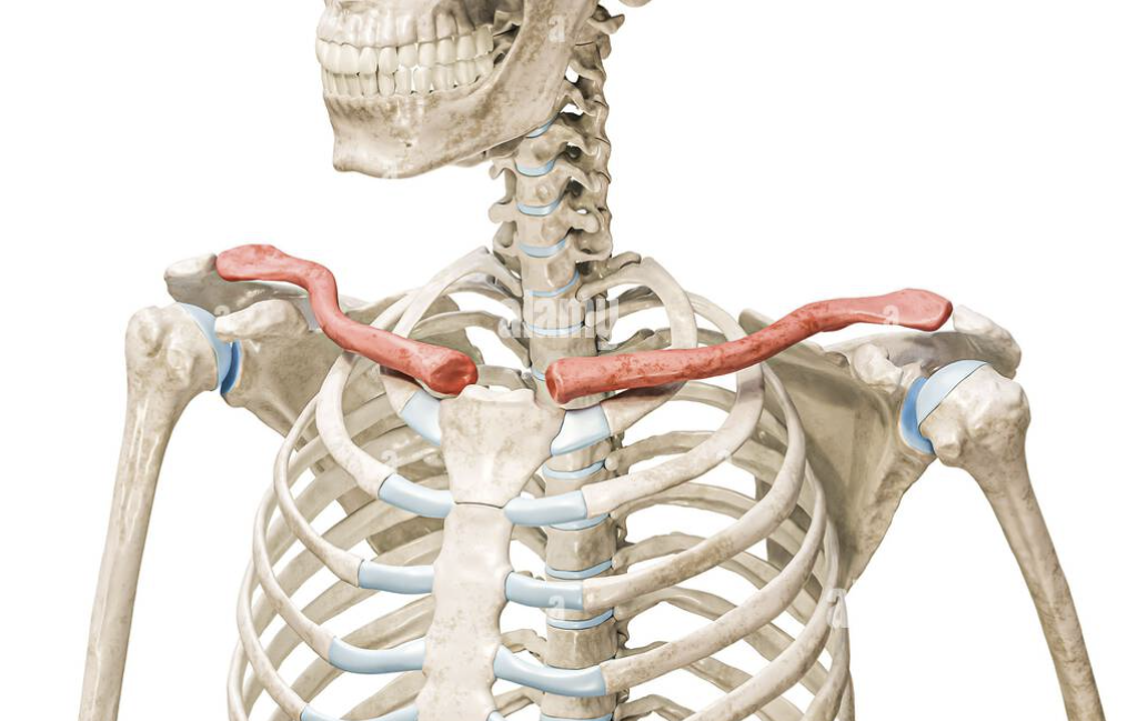 <p><span style="background-color: transparent; font-family: "EB Garamond", serif;"><span>collarbone, connects the sternum to the scapula and helps stabilize the shoulder</span></span></p>