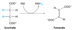 <p>6th reaction of citric acid/kreb cycle</p><p><span style="background-color: transparent;">catalysed by <strong>succinate dehydrogenase</strong></span></p>