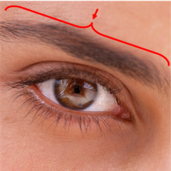 <p>the thin line of hair that is above each eye</p>