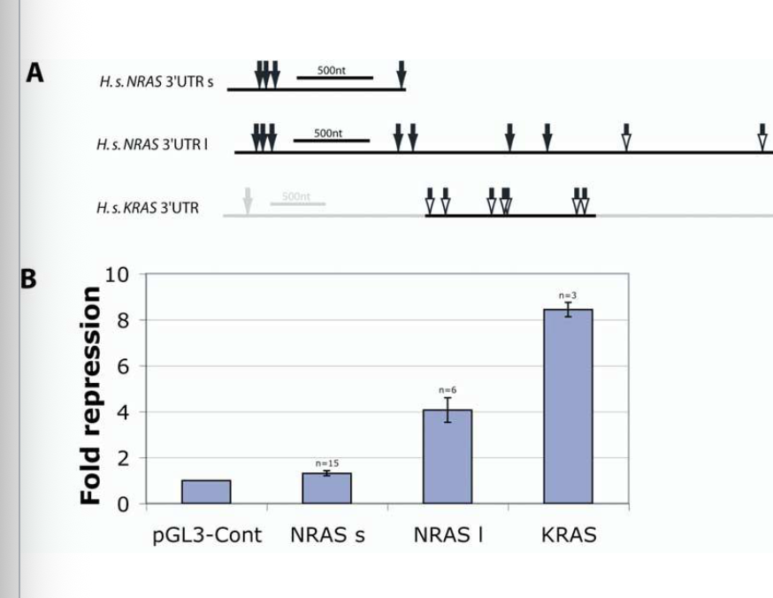 <p>Experiment:</p><ul><li><p>N-RAS (short and long forms) and K-RAS 3’UTR was fused to a luciferase reporter gene.</p></li><li><p>Reporter constructs were transfected into HeLa cells (human cell line), and luciferase activity was normalized to the control sample (luciferase vector lacking the RAS 3’UTR)</p></li></ul><p>Interpretation of Results</p><ul><li><p><em>let-7</em> suppresses expression of the luciferase reporter</p></li><li><p>The longer<em> N-RAS </em>3’UTR is subject to greater regulation</p></li></ul><p></p>