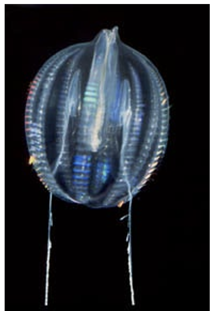 <p>What is the Class, Phylum, and Kingdom of the Genus Pleurobrachia??</p>