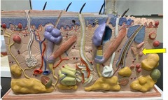 <p>response to pressure and stretch stimulations.</p>