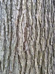 <p>alternate, reddish-brown, pointed, imbricate buds</p>