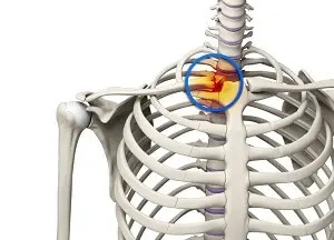 <p>The joint formed by the articulation between the sternum and the clavicle, allowing forlimited movement of the shoulder girdle. </p>