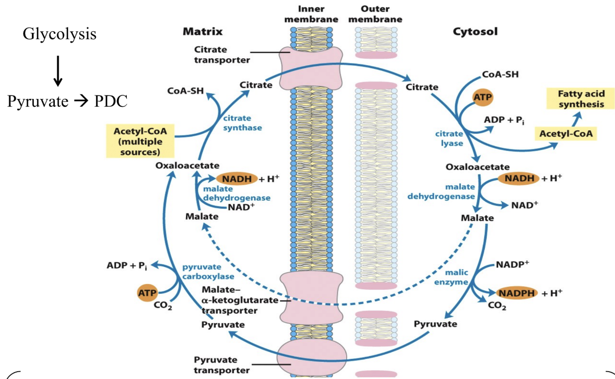 What is the main OAA carbon flow during starvation/diabetes?