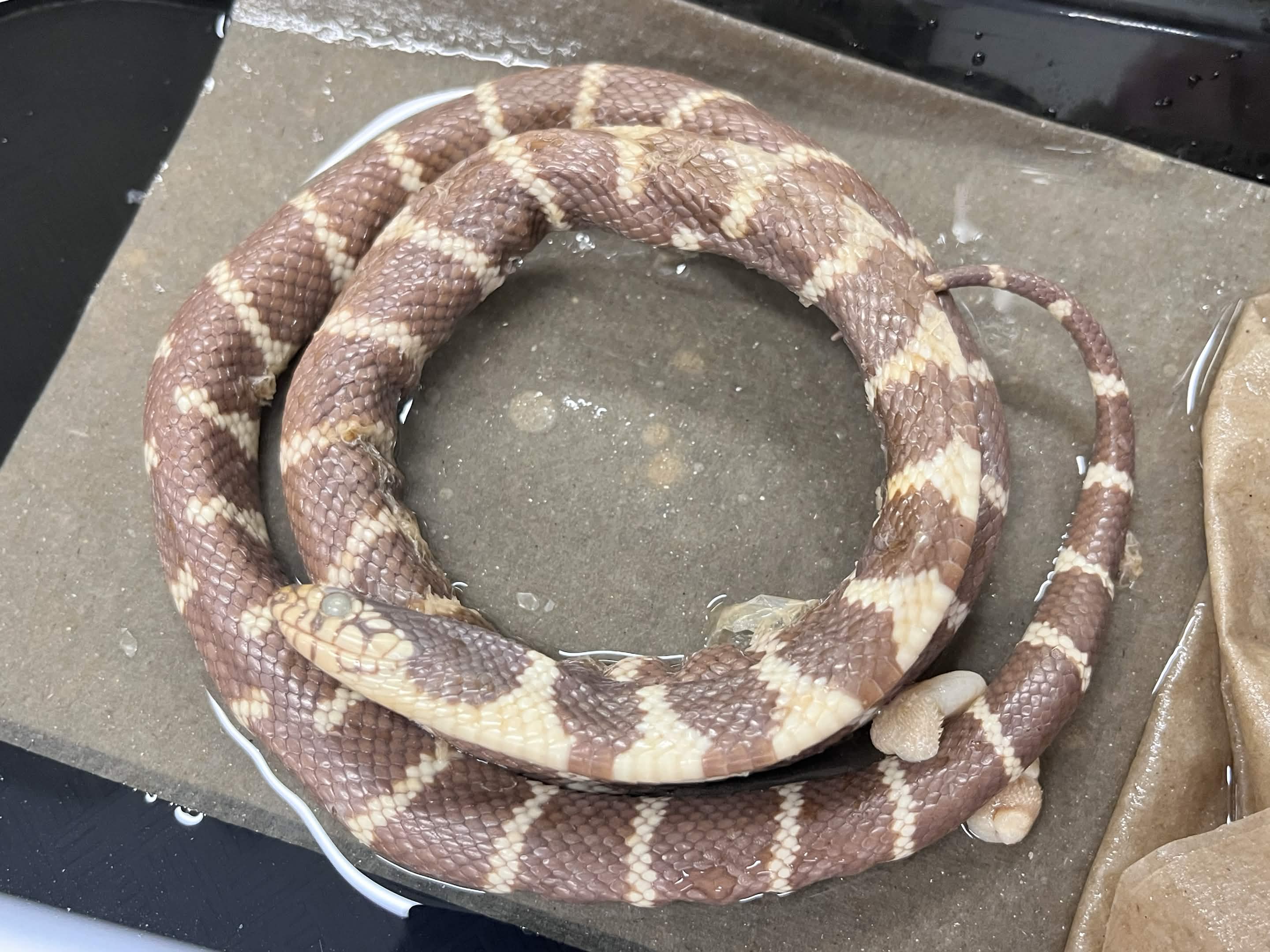 <p>Infraorder + Superfamily + Family + Scientific name?<br>- black/white bands<br>- white larger toward stomach</p>