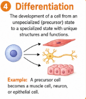<p>The process where an unspecialized cell develops into a specialized cell with a certain structure and job.<br>Example: An unspecialized cell can become a muscle cell or nerve cell.</p>