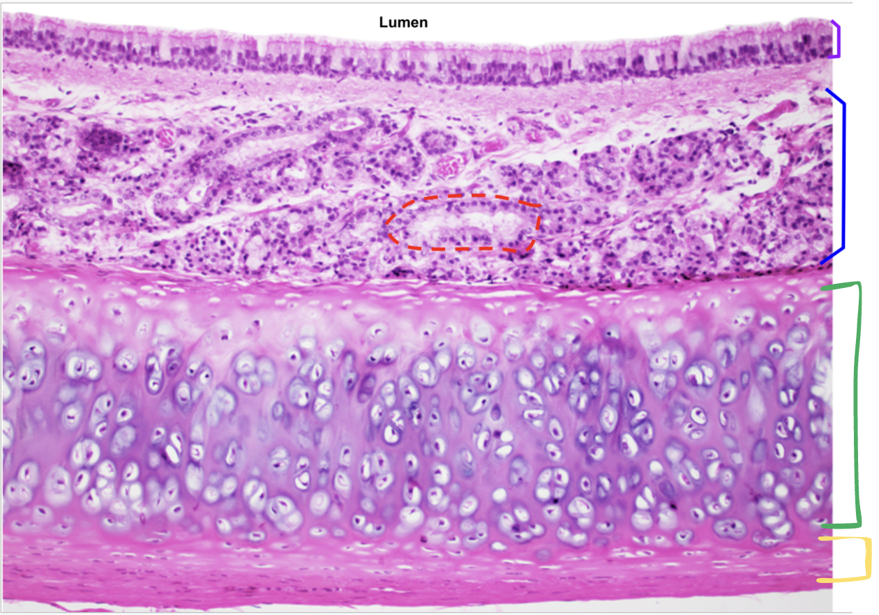 <p>This image represents what organ? Identify each label</p><p>Function of green and yellow?</p>