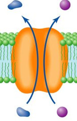 <p>- A membrane transport process that carries two substances in the same direction across the membrane.</p>