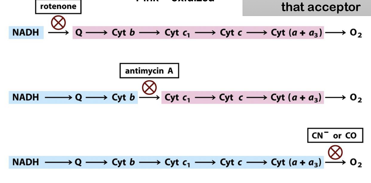 <p>Rotenone: Complex I</p><p>Antimycin A: Complex III</p><p>CN<sup>-</sup> or CO: Complex IV</p>