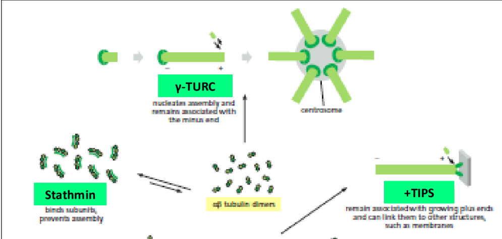 <p><strong>γ-TURC</strong> = nucleating protein @ centrosome, associated w/ (-) end</p><p><strong>+TIPS</strong> = bind to GTP cap of MTs @ (+) end (Ex. EB1)</p><ul><li><p>Can link to membrane</p></li><li><p>Fluorescently tagged to demonstrate MT (+) end dynamics</p></li></ul><p><strong>Stathmin</strong> = fragments of MT dimers</p><ul><li><p>Bind subunits → prevent MT assembly</p></li></ul><p></p>