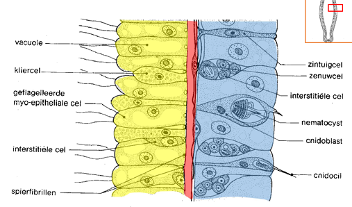 <ul><li><p>predatie en verdediging</p></li></ul><p>structuur:</p><ul><li><p>cnidoblast</p></li><li><p>nematocyst: organel opgerolde draar met gif</p></li><li><p>cnidocil: gevoelig haartje(=stileet) = tracker</p></li><li><p>operculum: klepje dat kapsel afsluit</p></li></ul><p></p><p>→ bij aanraking cnidocil klapt operculum open en wordt de stilet met een krach naar buiten geschoten en wordt gif geïnjecteerd</p><p></p>