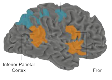 <p>Ventral frontoparietal network. VFPN. Orange stimulus driven</p>